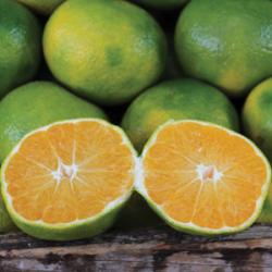 mandarina lemon