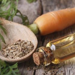 carrot seed oil