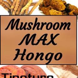 mushroom max hongos